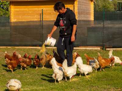 ...si fiondano sul cibo che viene offerto loro dal collaboratore Amir